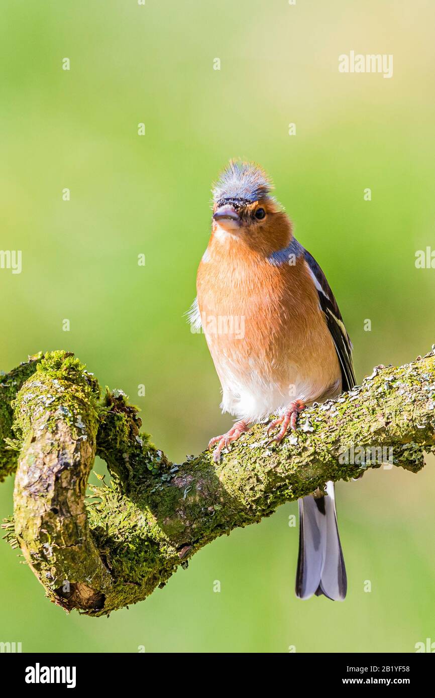Maschio fringuello in un giorno inverni a metà Galles Foto Stock