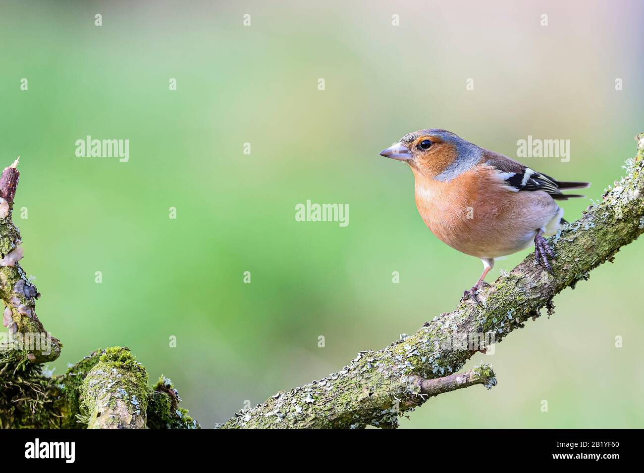 Maschio fringuello in un giorno inverni a metà Galles Foto Stock