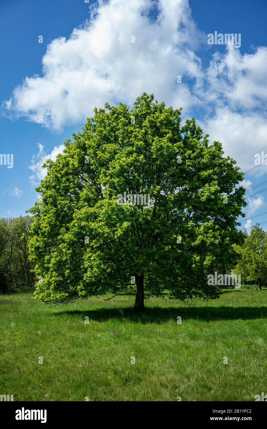 Foto eretta di un albero di quercia Solitario Foto Stock