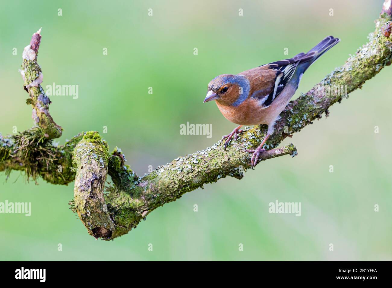 Maschio fringuello in un giorno inverni a metà Galles Foto Stock