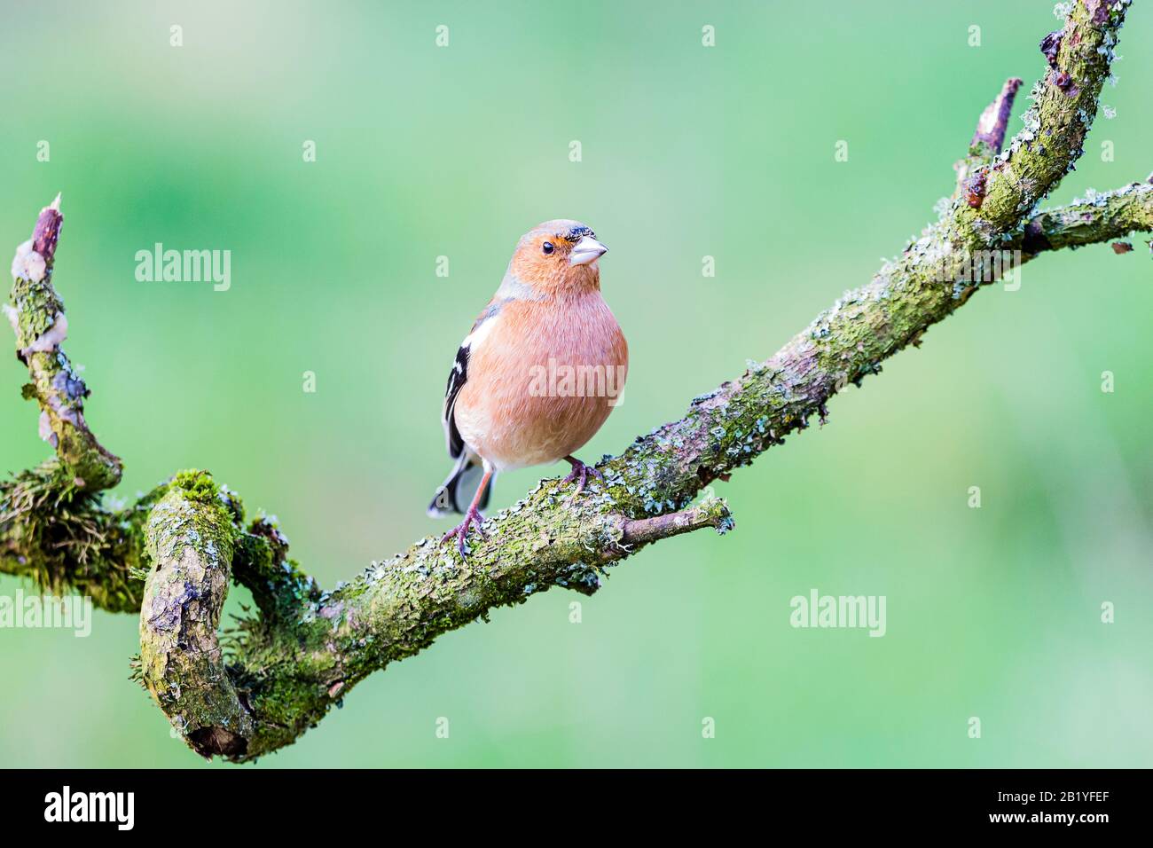 Maschio fringuello in un giorno inverni a metà Galles Foto Stock