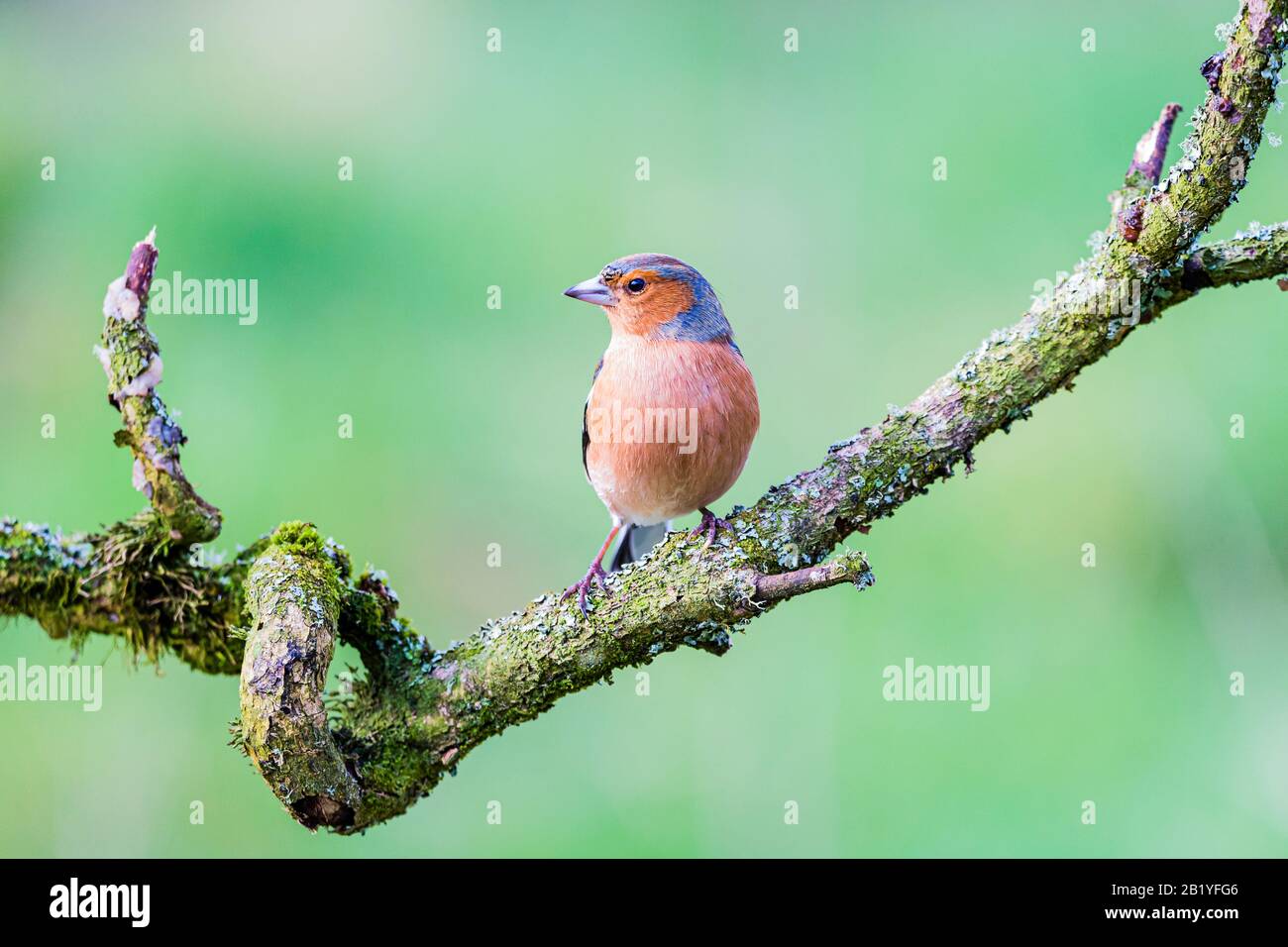 Maschio fringuello in un giorno inverni a metà Galles Foto Stock