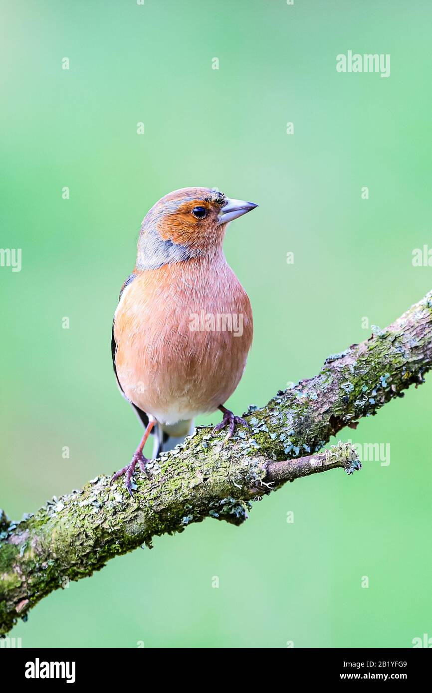 Maschio fringuello in un giorno inverni a metà Galles Foto Stock