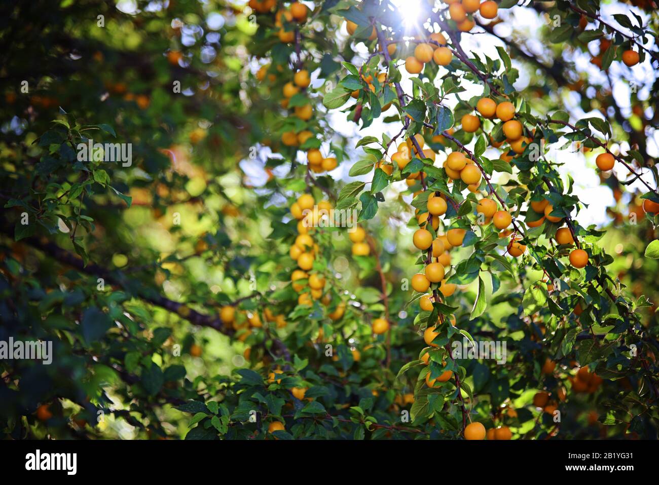 Rami di prugna ciliegia con prugne mature ai raggi del sole estivo. Foto Stock