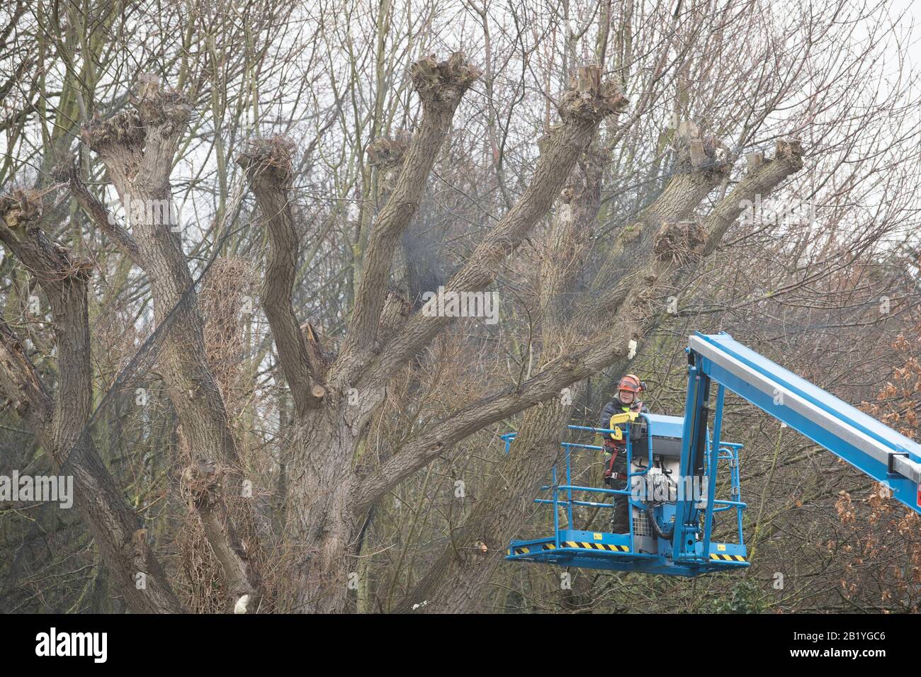 Una persona in un boom lift lavora su alberi vicino al Whittle Laboratory sul campus ovest della Cambridge University che hanno avuto reti messe su di loro per scoraggiare gli uccelli dal nidificare. Foto Stock