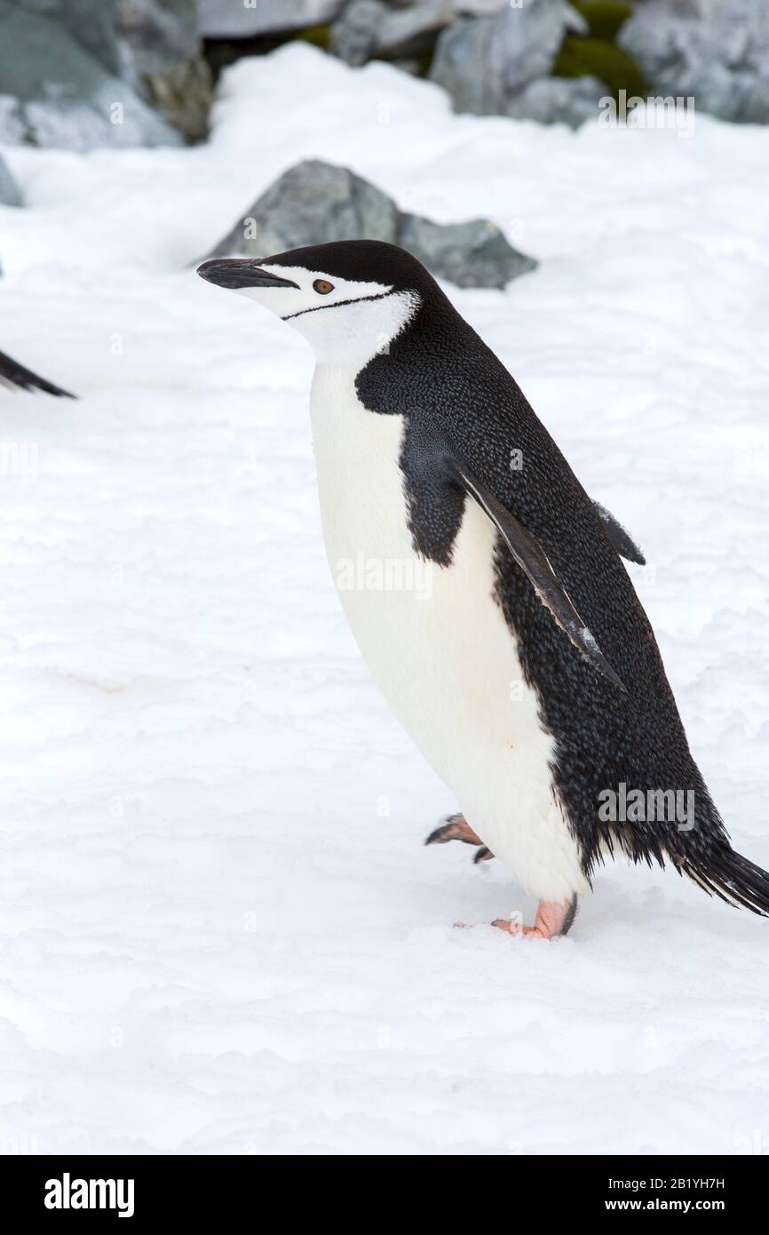 Pinguino Cintrap, Pigoscelis antarcticus a Palava Point su Due Hummock Island, nell'Arcipelago Palmer, Antartide. Foto Stock