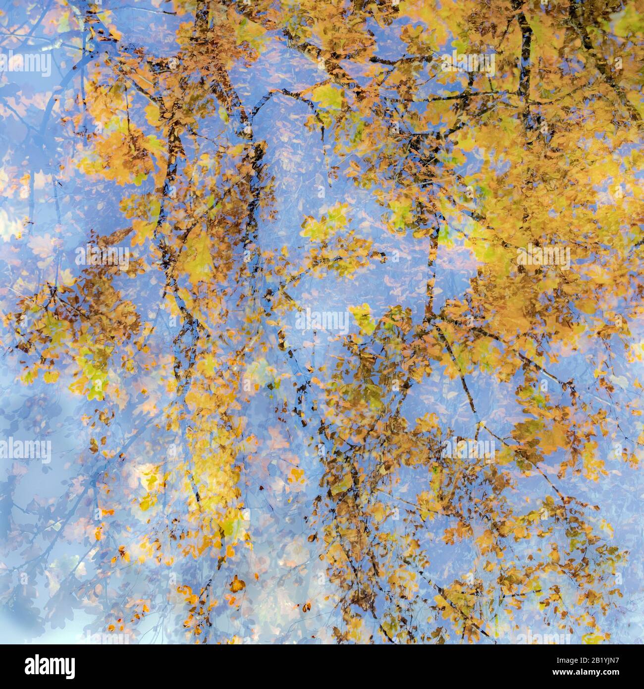 Fotografia artistica astratta e impressionistica in tonalità tonalità e tinte delle foreste e dei boschi di Cannock Chase che mostrano elementi di design co Foto Stock