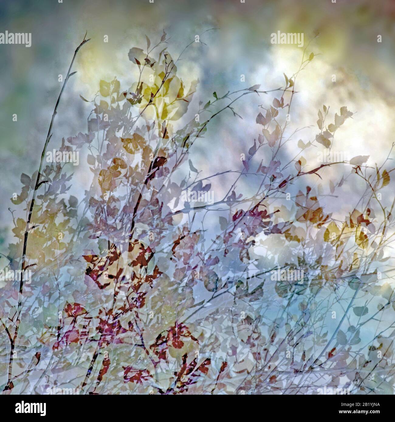 Fotografia artistica astratta e impressionistica in tonalità tonalità e tinte delle foreste e dei boschi di Cannock Chase che mostrano elementi di design co Foto Stock