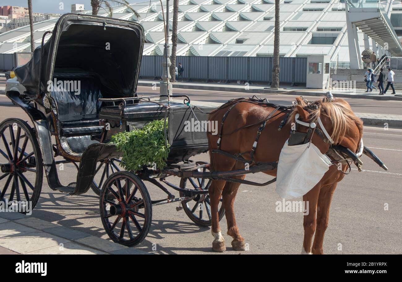 Carrozza trainata da cavalli vecchio carro - hantour in Egitto Alessandria Foto Stock