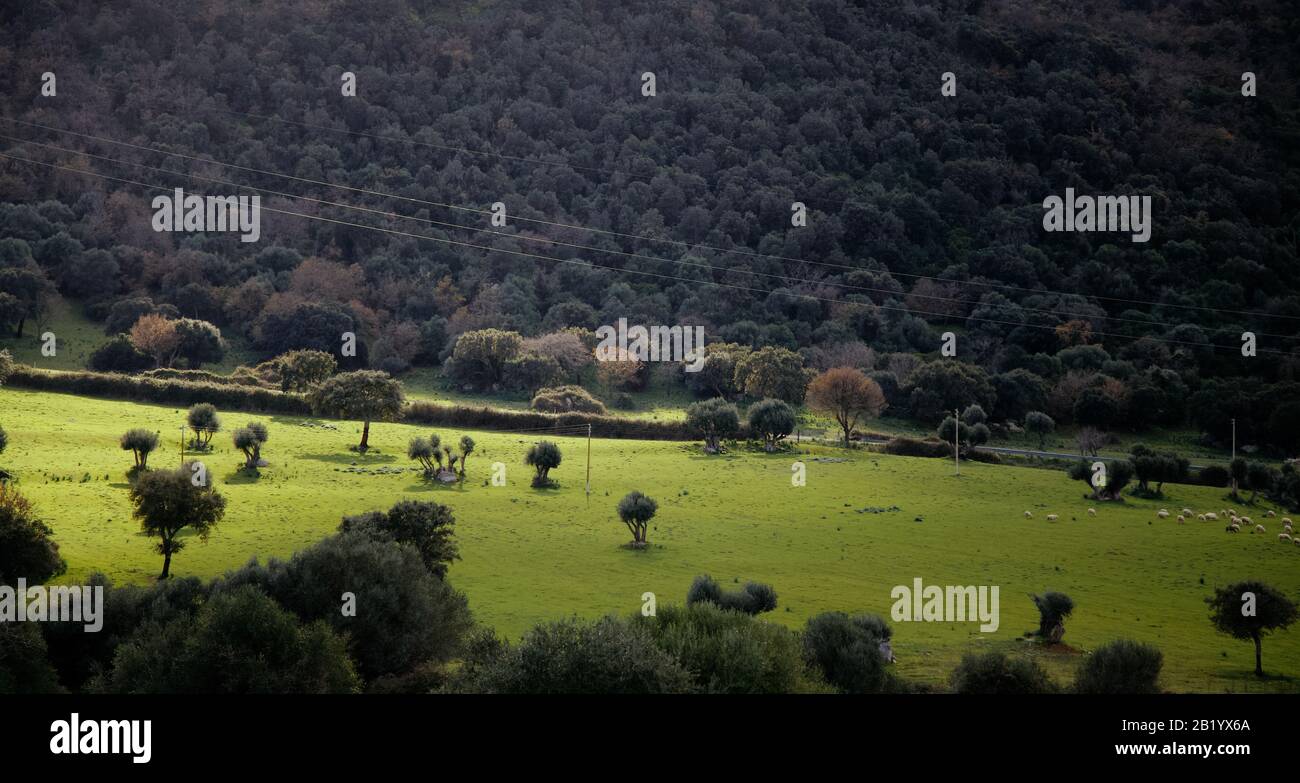 una vista dolce di un prato con pecore da pascolo Foto Stock