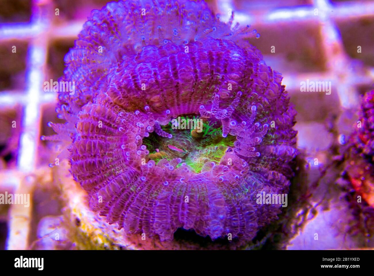 Acanthastrea Lordhowensis Corallo, doppio colore - (Micromussa lordhowensis) Foto Stock