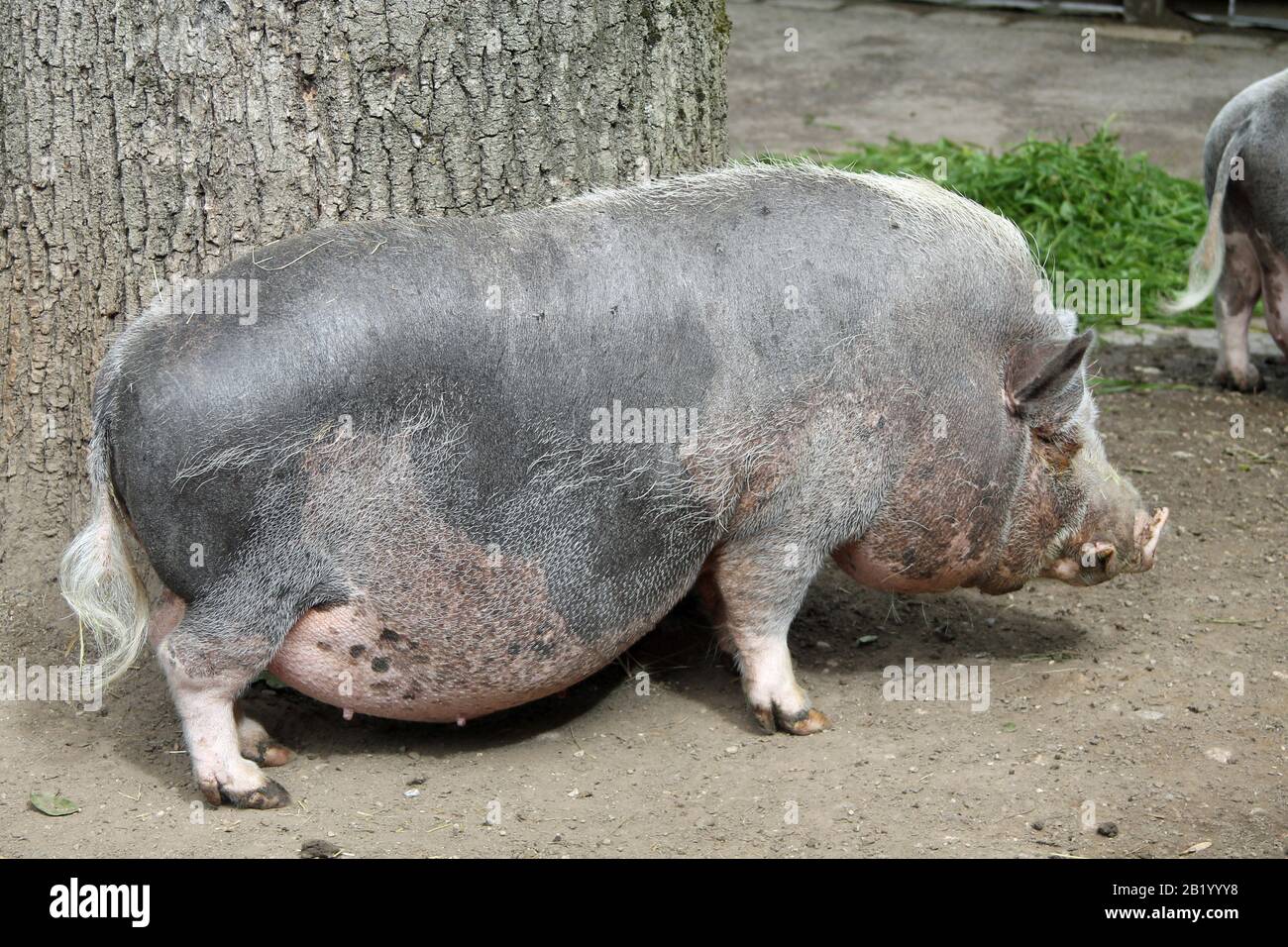 Hängebauchschwein Foto Stock