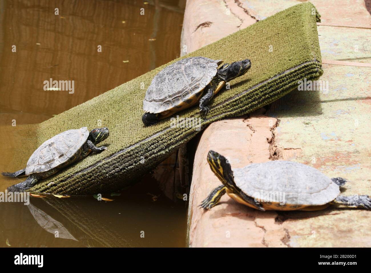 Rotwangen-Schmuckschildkröte Foto Stock