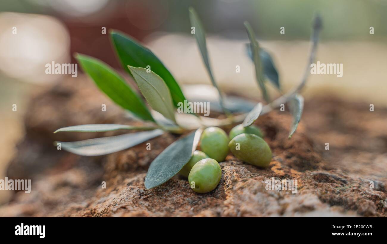 le olive migliori nel mondo koroneika albero Foto Stock