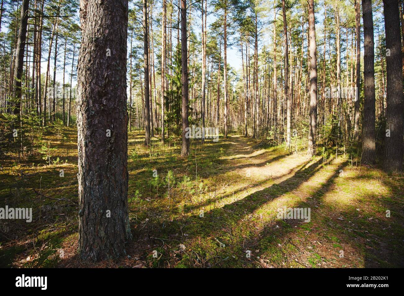 Pineta in ombra vista panoramica Foto Stock