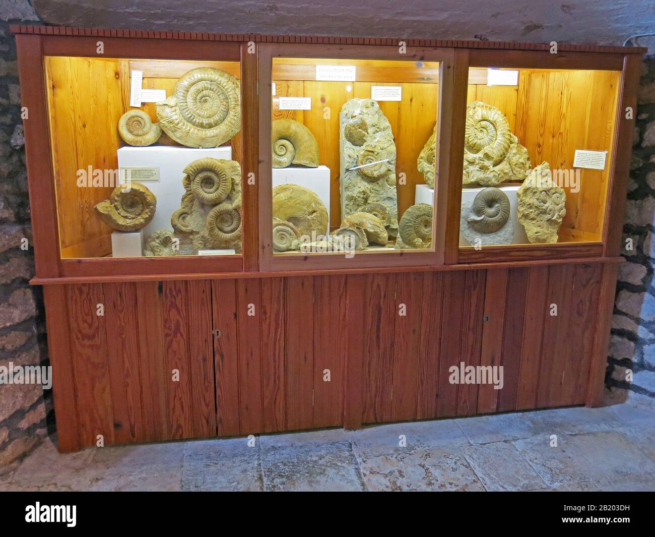 Un'impressionante esposizione di ammoniti e altri fossili nelle cantine del castello "nuovo" di Sherborne del 1594, Sherborne, Dorset, Inghilterra, Regno Unito Foto Stock