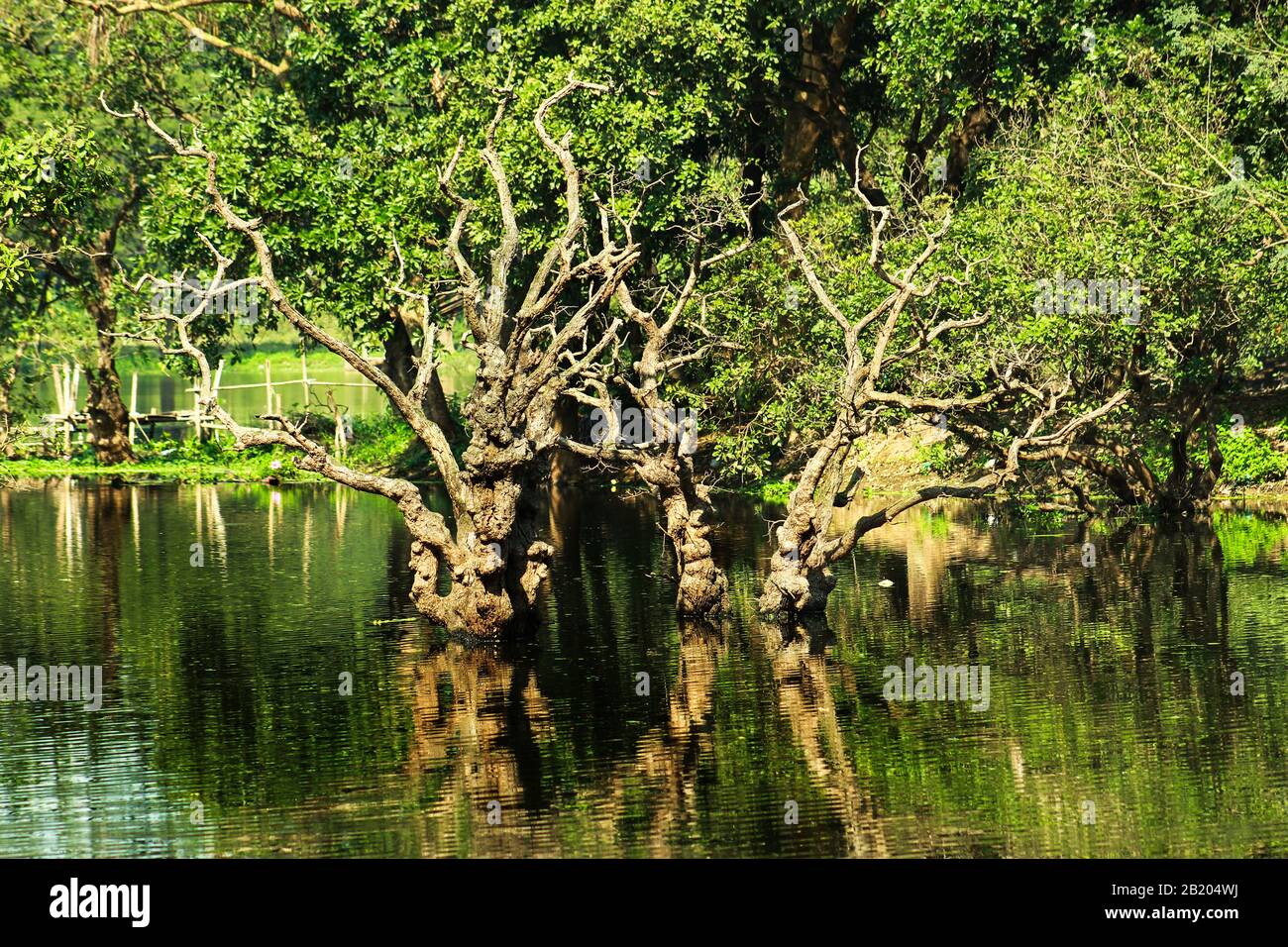 Paesaggio forestale Foto Stock