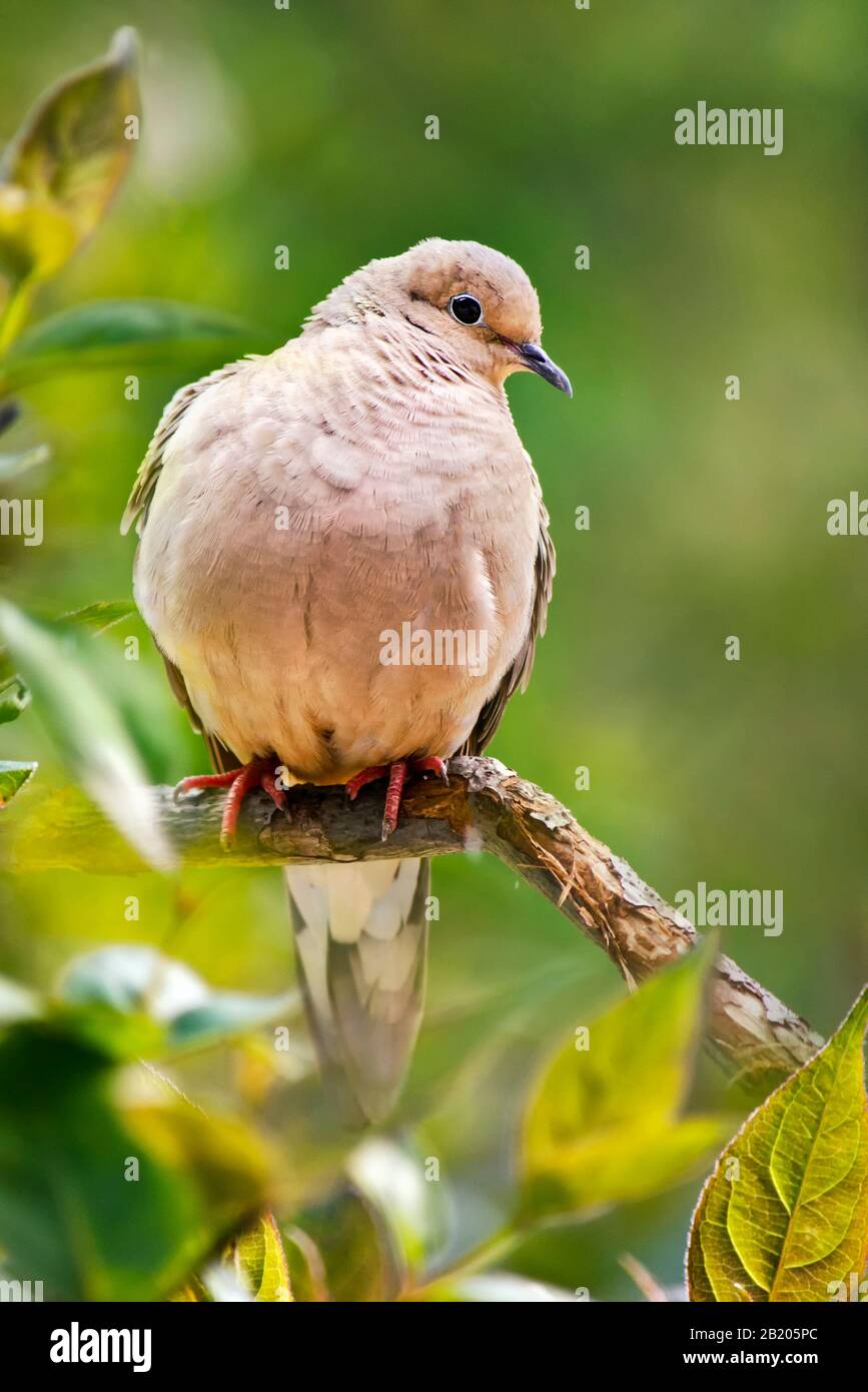 Piangere Il Ritratto Di Dove Foto Stock