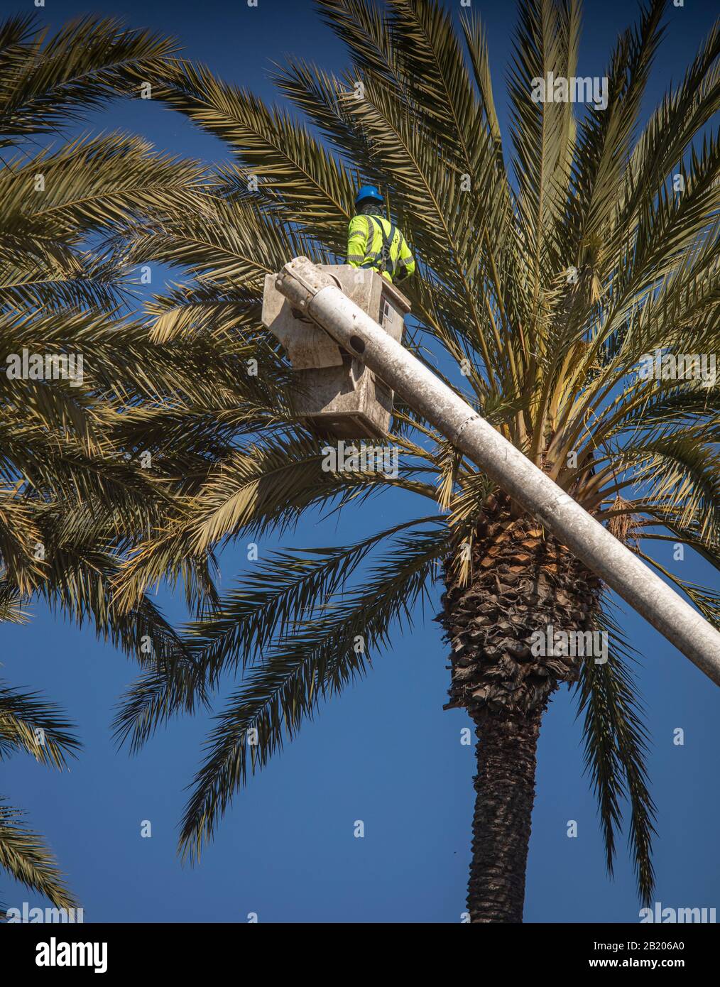 Uomo in silvicoltura secchio rifilatura grande dattero palma contro cielo blu Foto Stock