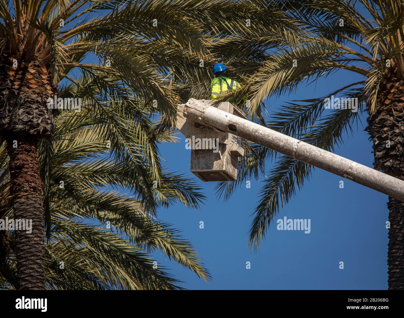 Uomo in silvicoltura secchio rifilatura grande dattero palma contro cielo blu Foto Stock