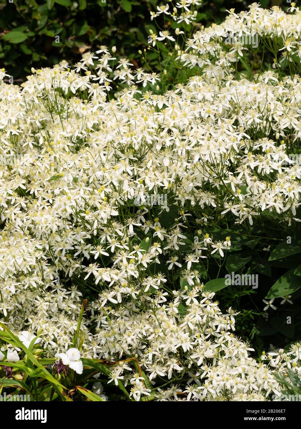 Fiori bianchi massacrati della fioritura estiva, arbusti, non climbing Clematis recta, il seminatore vergine Foto Stock