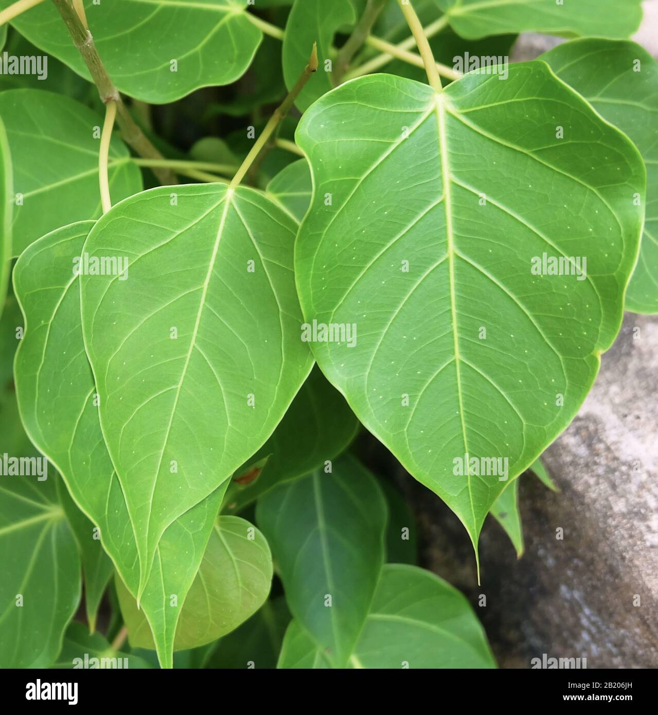 Primo Livello Di Fig Sacra, Albero Bodhi O Foglie Di Ficus Religiosa, Il Simbolico Del Buddismo. Foto Stock