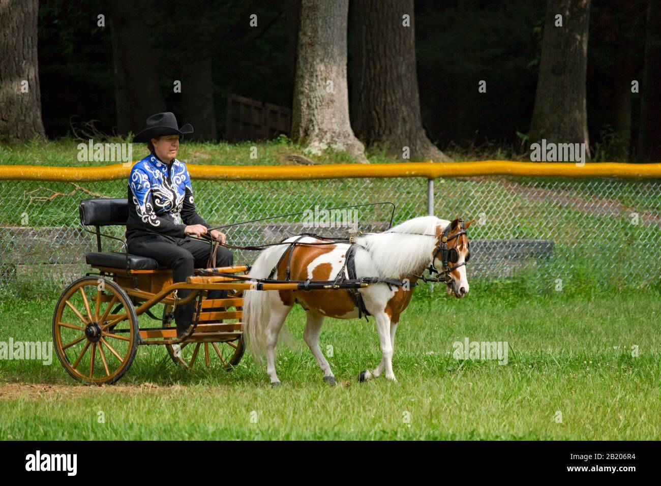 Il concorso a Cavallo singolo in miniatura alla fiera West End di Gilbert Pennsylvania, Stati Uniti Foto Stock