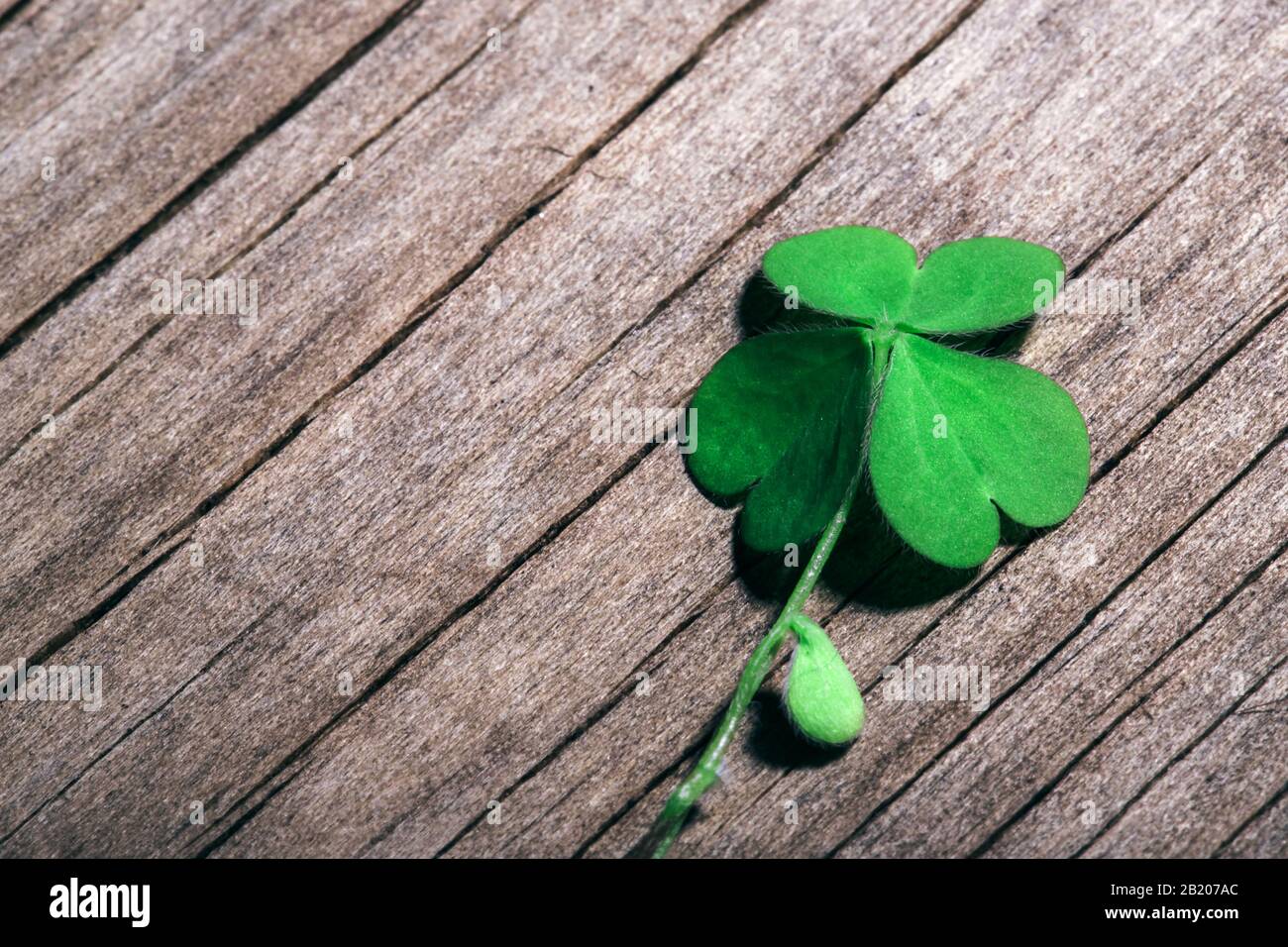 Shamrock foglia su sfondo di legno shabby. Giornata di San Patrizio, focus selettivo. Foto Stock
