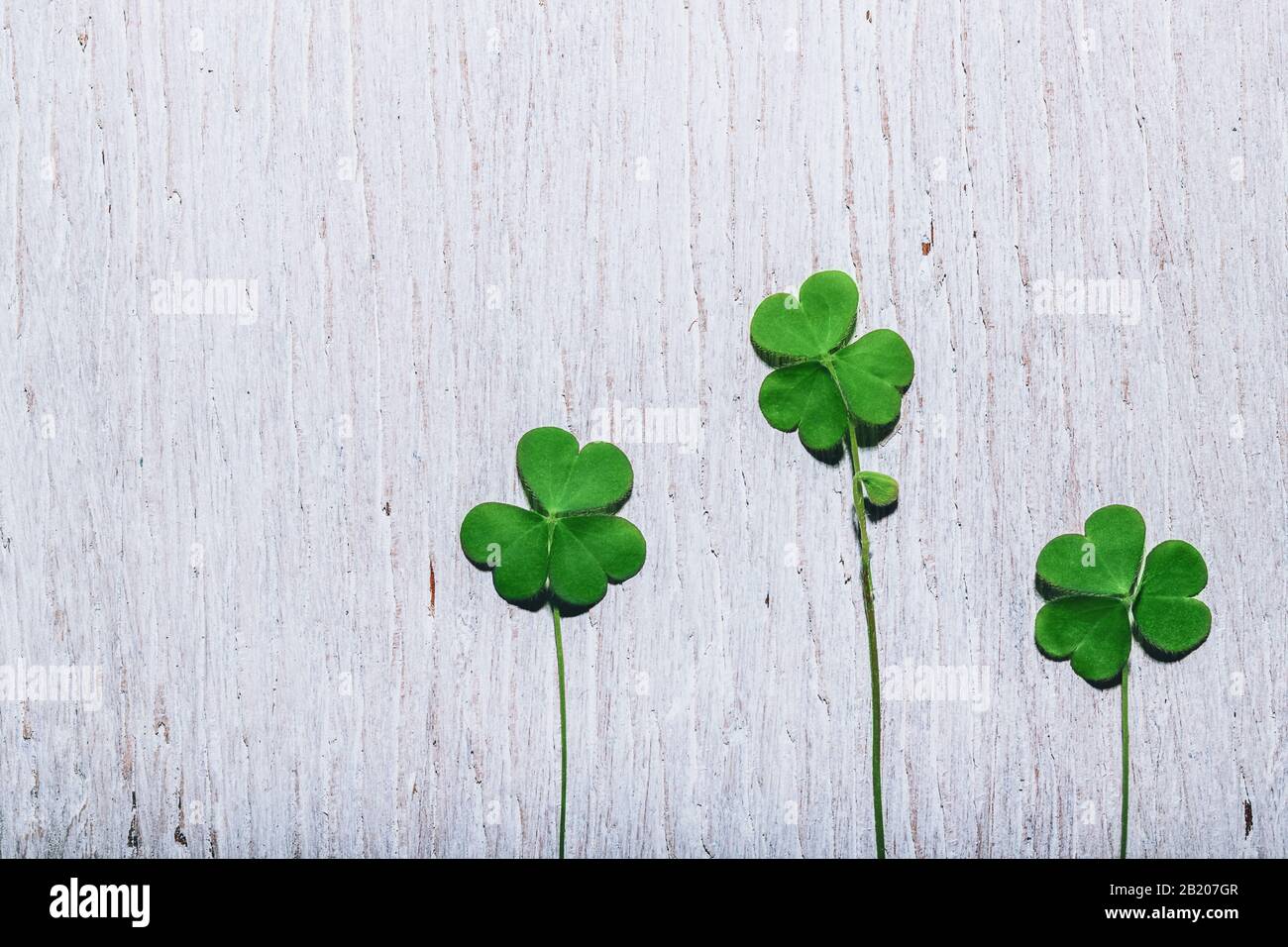 Tre foglie di shamrock su sfondo bianco di legno shabby. Giornata di San Patrizio, focus selettivo. Foto Stock