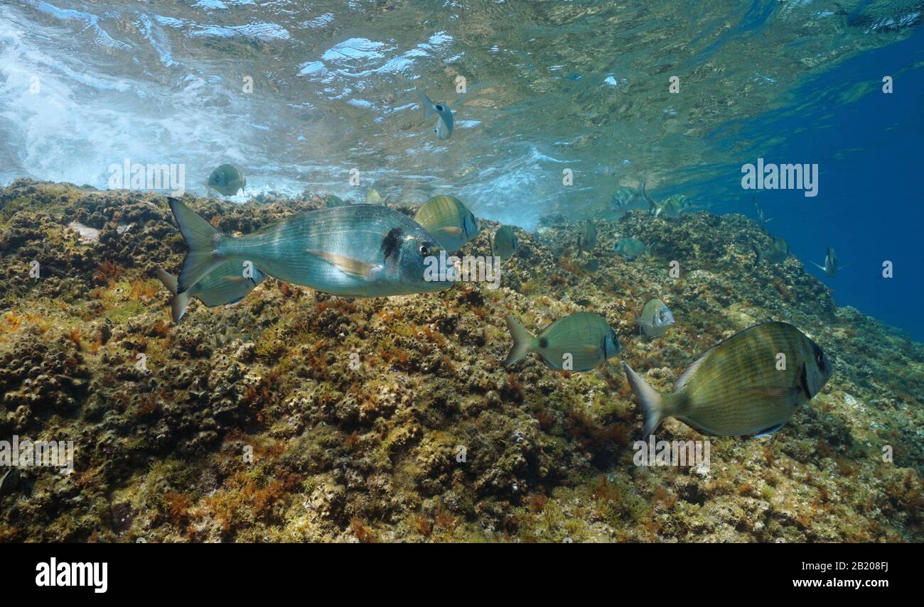 Mediterraneo di pesce di mare sott'acqua, un orata testa con diversi sargo marini vicino superficie d'acqua, Francia Foto Stock