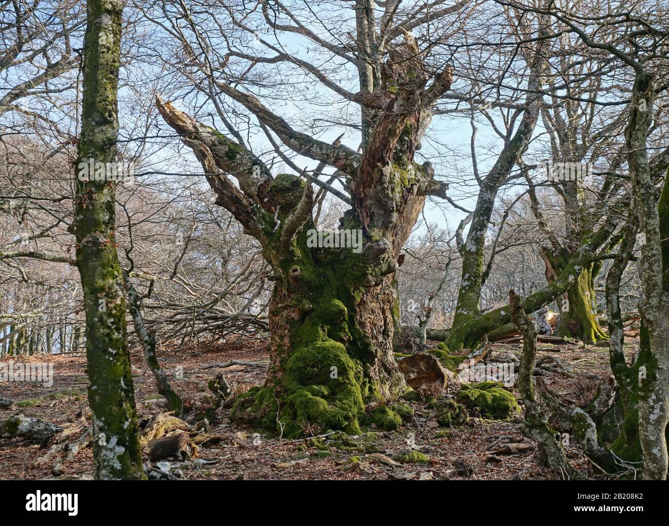 Vecchio tronco albero morto nella foresta sembra un volto mistico, scena naturale, Francia, Massif des Alberes, Pirenei Orientali, Occitanie Foto Stock