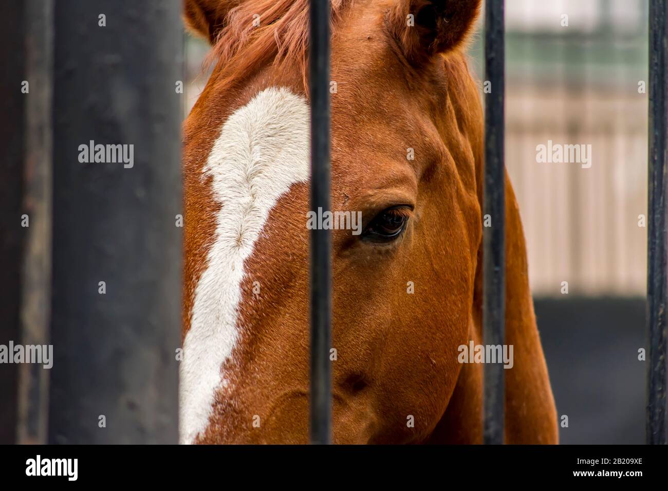 Occhi tristi di un cavallo dietro le barre nere di metallo Foto Stock