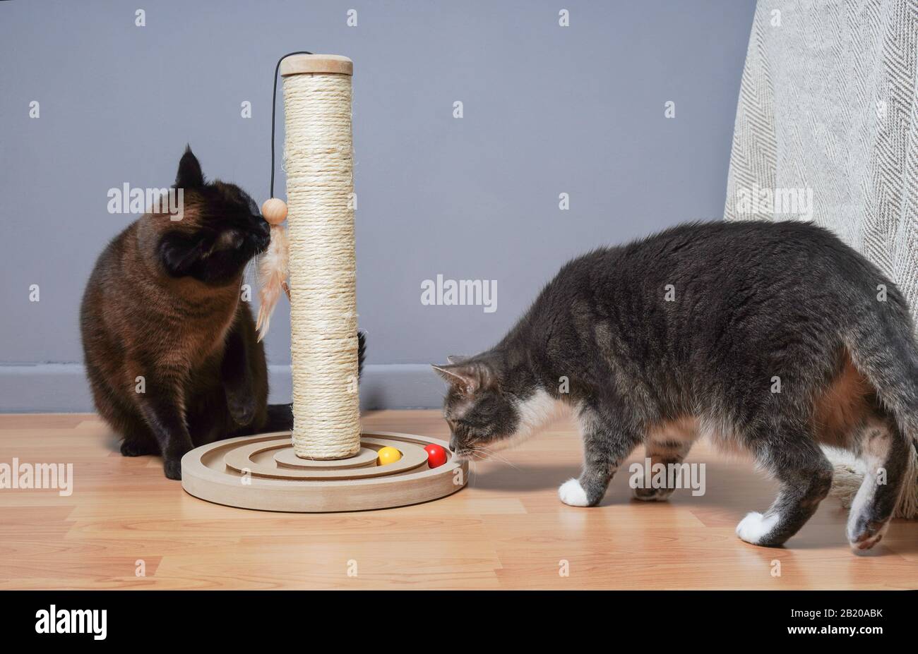 due gatti curiosi che esaminano il nuovo albero del gatto ed i giocattoli nel soggiorno domestico Foto Stock