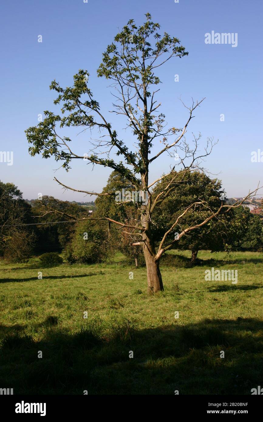 Paesaggio dell'albero Foto Stock