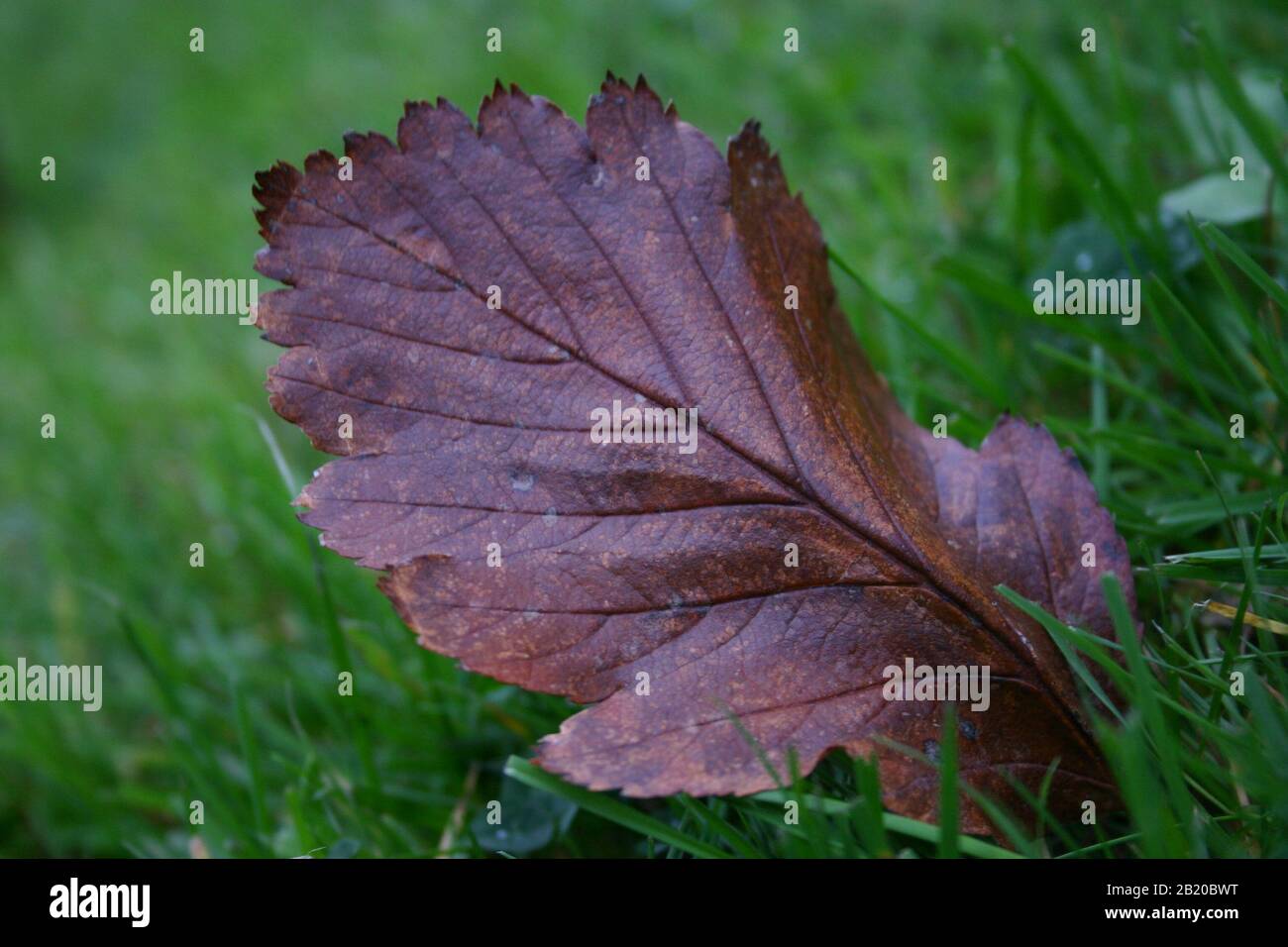Profondità di foglie di erba di campo Foto Stock
