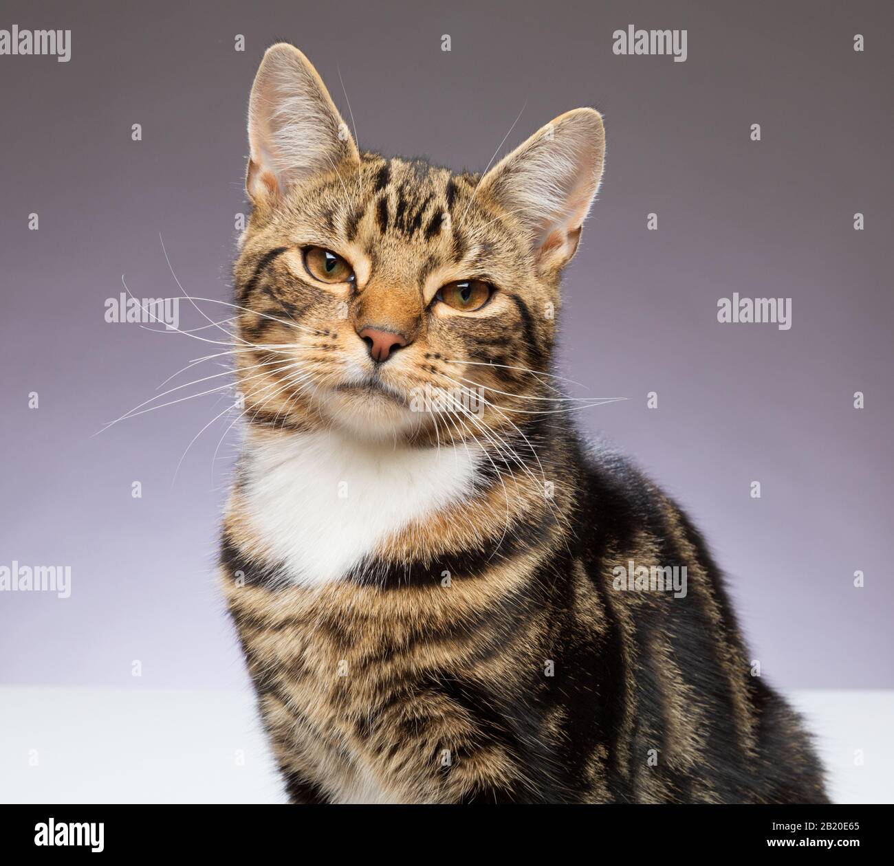 Giovane gatto Tabby di 9 mesi che guarda alla macchina fotografica su uno sfondo grigio Foto Stock