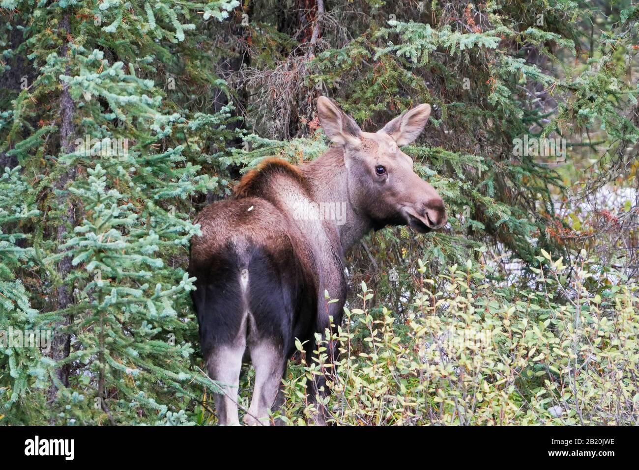 Timide femmina moose nascondendosi negli alberi Foto Stock