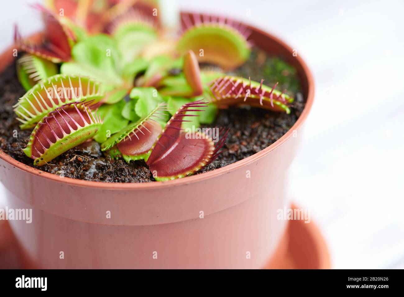 Pianta carnivora -Dionaea muscipula - in una pianta rossa, macro foto a colori Foto Stock