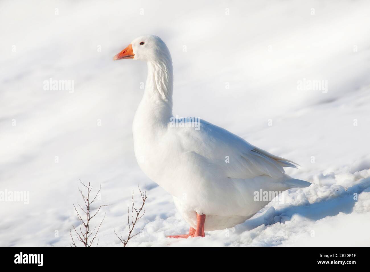 Una oca bianca seduta nella neve Foto Stock