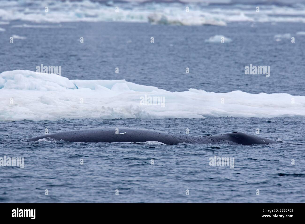 Balena di punta / balena destra groenlandese / balena artica (Balaena mysticetus) che si affaccia sull'Oceano Artico, Svalbard / Spitsbergen, Norvegia Foto Stock