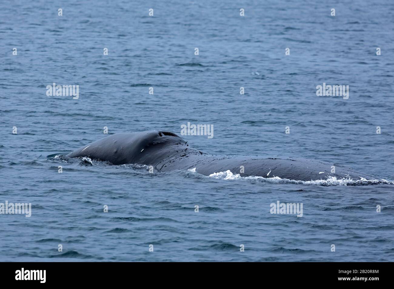 Balena di punta / balena destra groenlandese / balena artica (Balaena mysticetus) che si affaccia sull'Oceano Artico, Svalbard / Spitsbergen, Norvegia Foto Stock