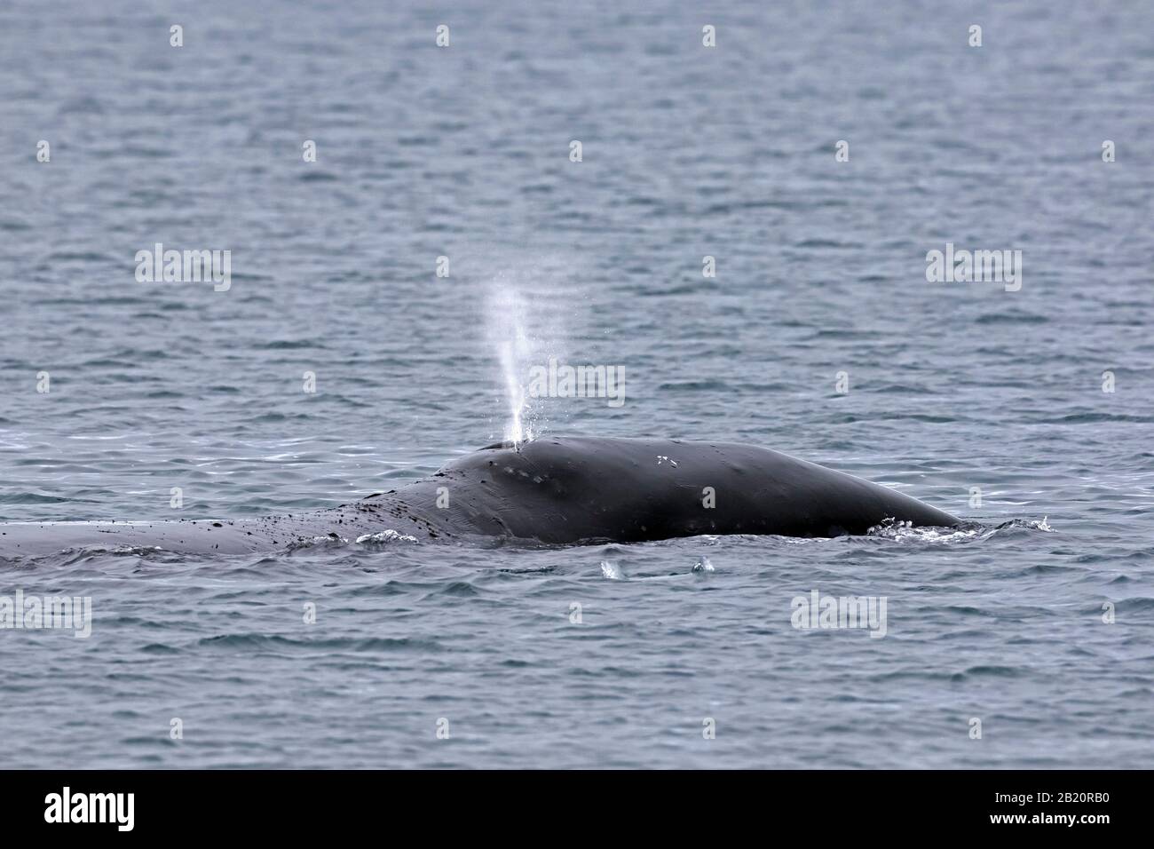 Soffia attraverso la macchia di balena di bollo (Balaena mysticetus) che si affaccia l'Oceano Artico, Svalbard / Spitsbergen, Norvegia Foto Stock