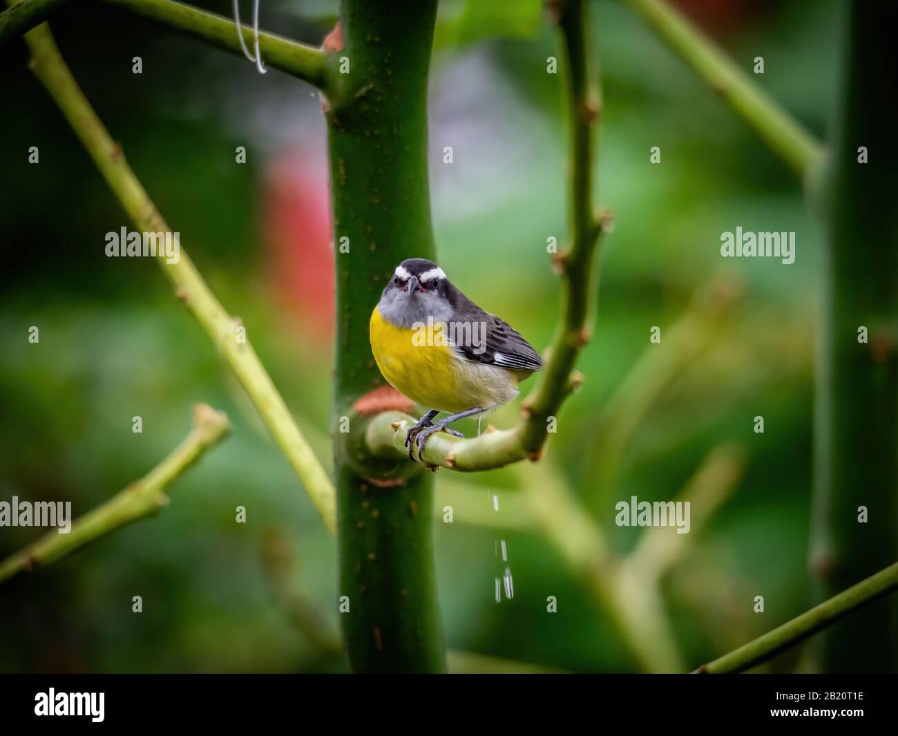 uccello giallo e grigio seduto sul ramo Foto Stock