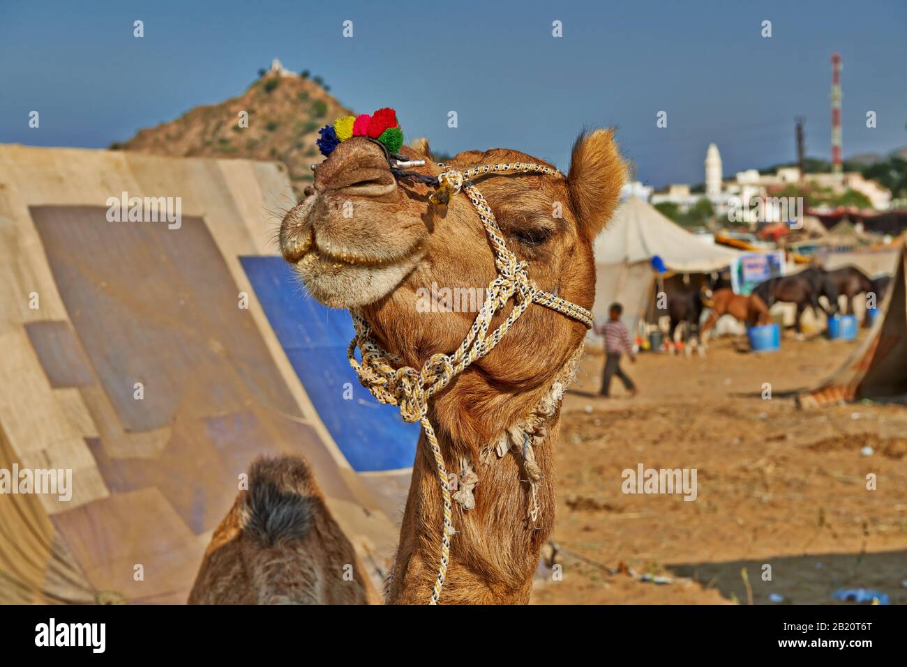 Fiera del cammello e del bestiame, Puskar Mela, Pushkar, Rajasthan, India| Foto Stock