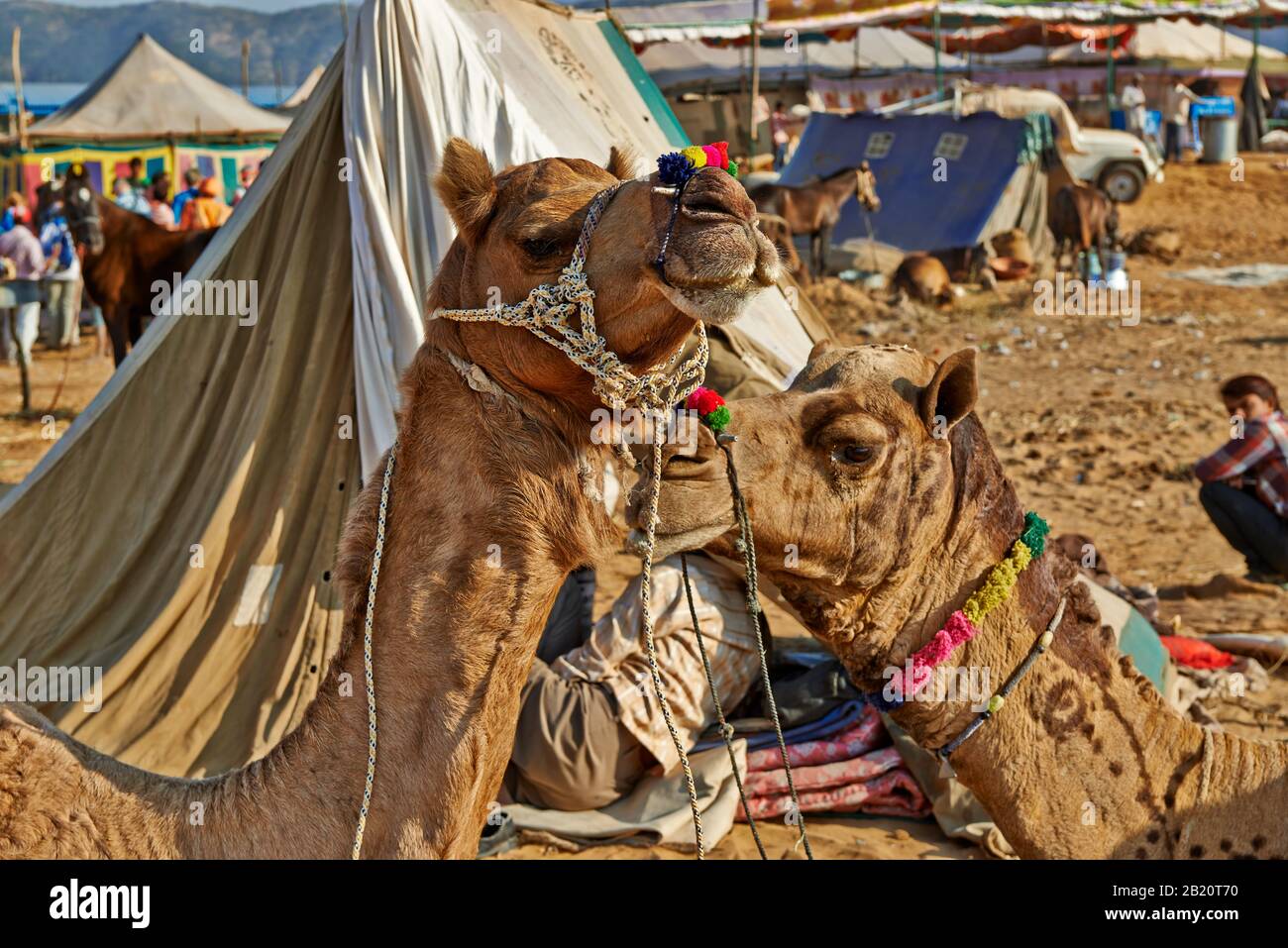 Fiera del cammello e del bestiame, Puskar Mela, Pushkar, Rajasthan, India| Foto Stock