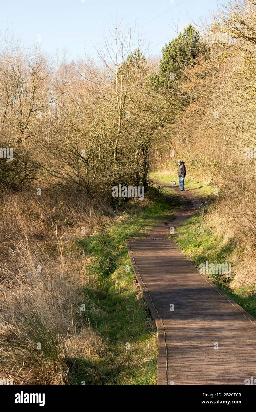 Un uomo che cammina un cane attraverso la Stazione Burn Riserva Naturale a Boldon Colliery, Tyne and Wear, Inghilterra, Regno Unito Foto Stock