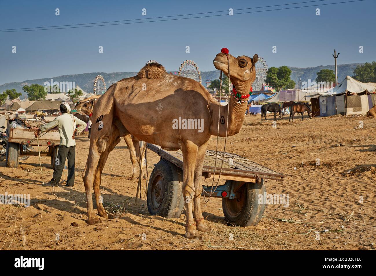 Fiera del cammello e del bestiame, Puskar Mela, Pushkar, Rajasthan, India| Foto Stock