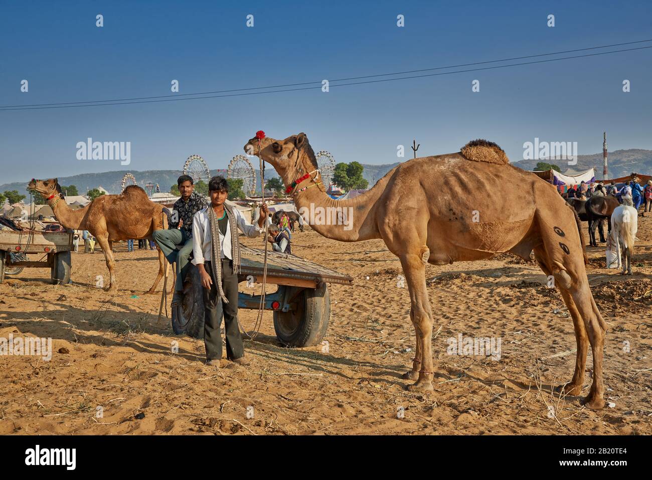 Fiera del cammello e del bestiame, Puskar Mela, Pushkar, Rajasthan, India| Foto Stock