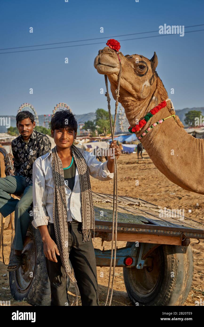 Camel e fiera del bestiame, Puskar Mela, Pushkar, Rajasthan, India Foto Stock