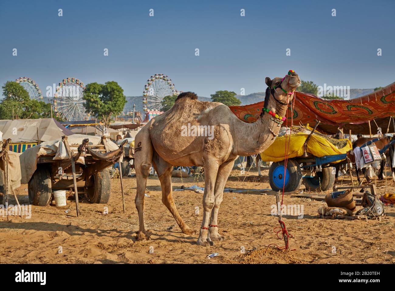 Fiera del cammello e del bestiame, Puskar Mela, Pushkar, Rajasthan, India| Foto Stock